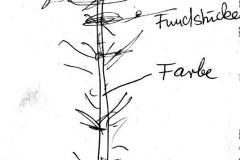 Skizze Wunschbaum Mudersbach